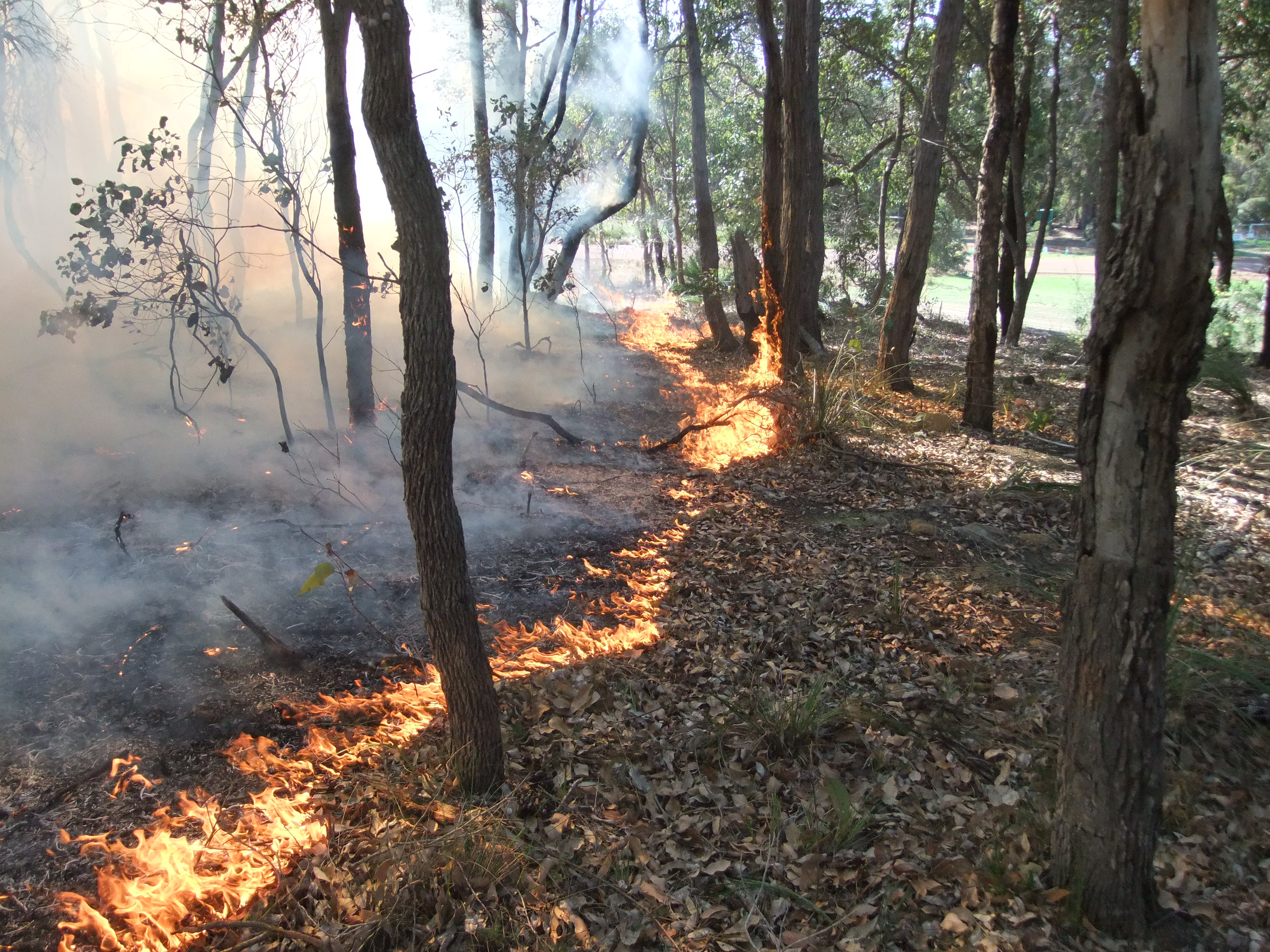 Importance of Prescribed Burning