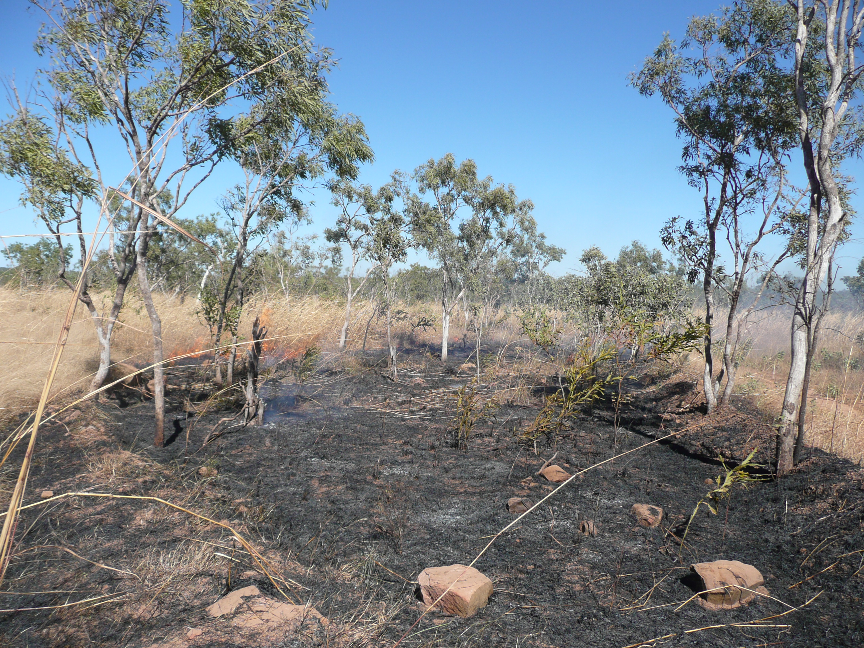 Effectiveness of Prescribed Burning